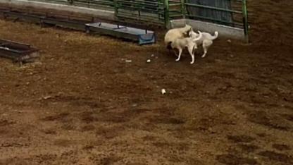 Karapınar'da Ağıla Giren Köpekler Dehşet Saçtı