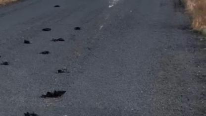 Karapınar Meke Yolu’nda Esrarengiz Kuş Ölümleri