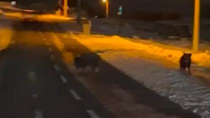 Karapınar’da Aç Kalan Domuz Sürüsü Mahalleye İndi