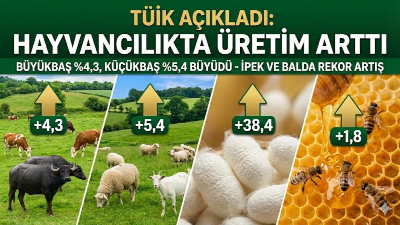 BAŞLIK TÜİK Açıkladı: Büyükbaş ve Küçükbaş Üretimi Arttı