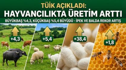 BAŞLIK TÜİK Açıkladı: Büyükbaş ve Küçükbaş Üretimi Arttı