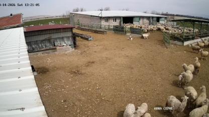 Karapınar’da Çoban Köpeğinin "Gamsızlığı" Şaşırttı