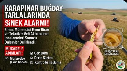 Karapınar'da Buğday Kesik Sineği Alarmı