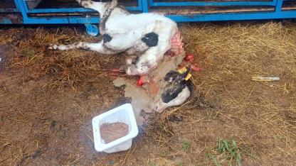 Karapınar'da Sokak Köpekleri Buzağıyı Telef Etti