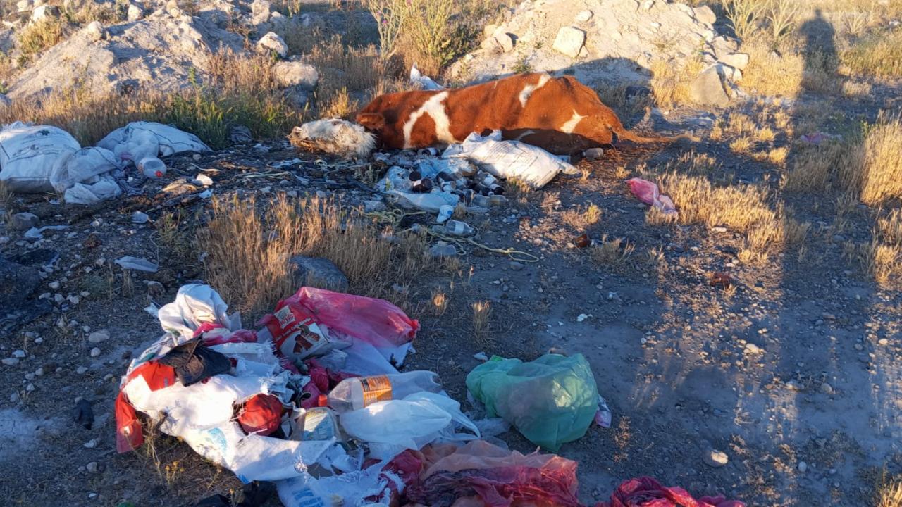 Karapınar'da Doğa Katliamı: Leşler İsyan Ettirdi