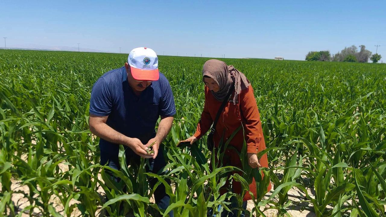 Karapınar'da Hububat İçin Kapsamlı Saha İncelemesi