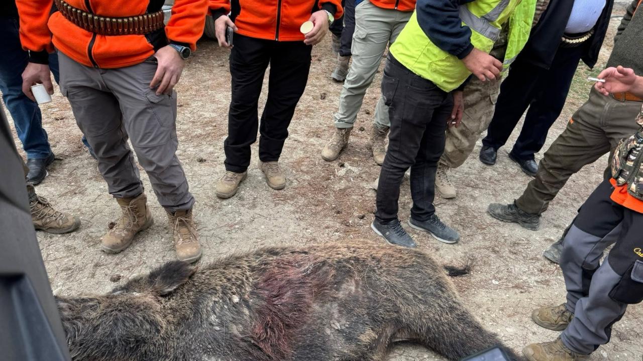 Karapınar'da Kontrollü Yaban Domuzu Sürek Avı