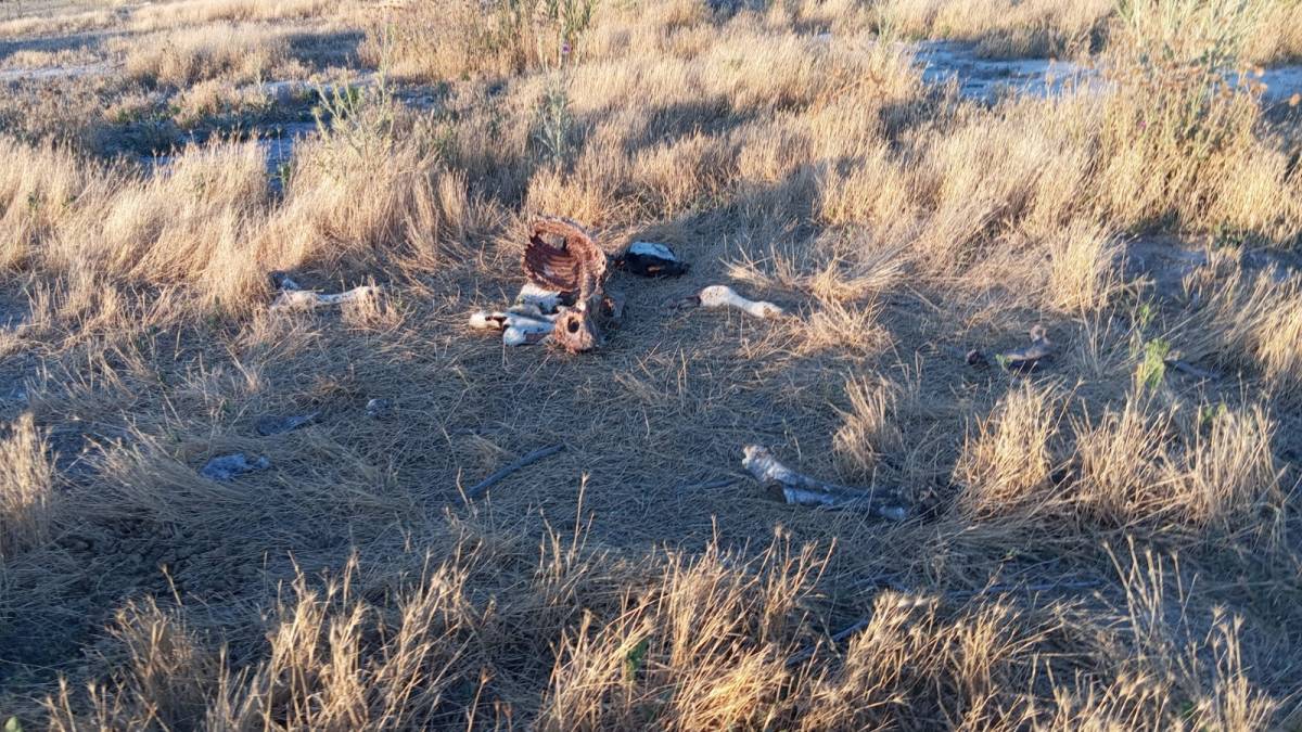 Karapınar'da Doğa Katliamı: Leşler İsyan Ettirdi
